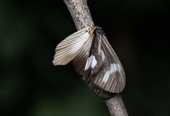Acraea lycoa