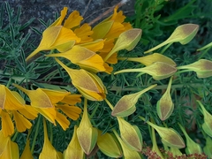 Tropaeolum polyphyllum