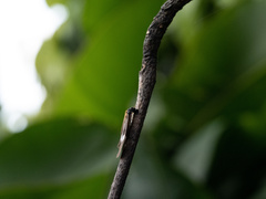 Acraea lycoa