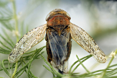Tachycixius pilosus