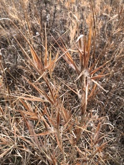 Andropogon gyrans