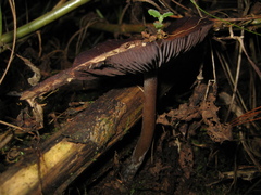 Psilocybe caerulescens