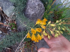 Tropaeolum polyphyllum
