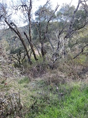 Arctostaphylos regismontana