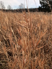 Andropogon gyrans