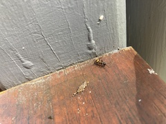 Polyrhachis rufifemur