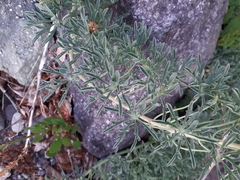 Tropaeolum polyphyllum