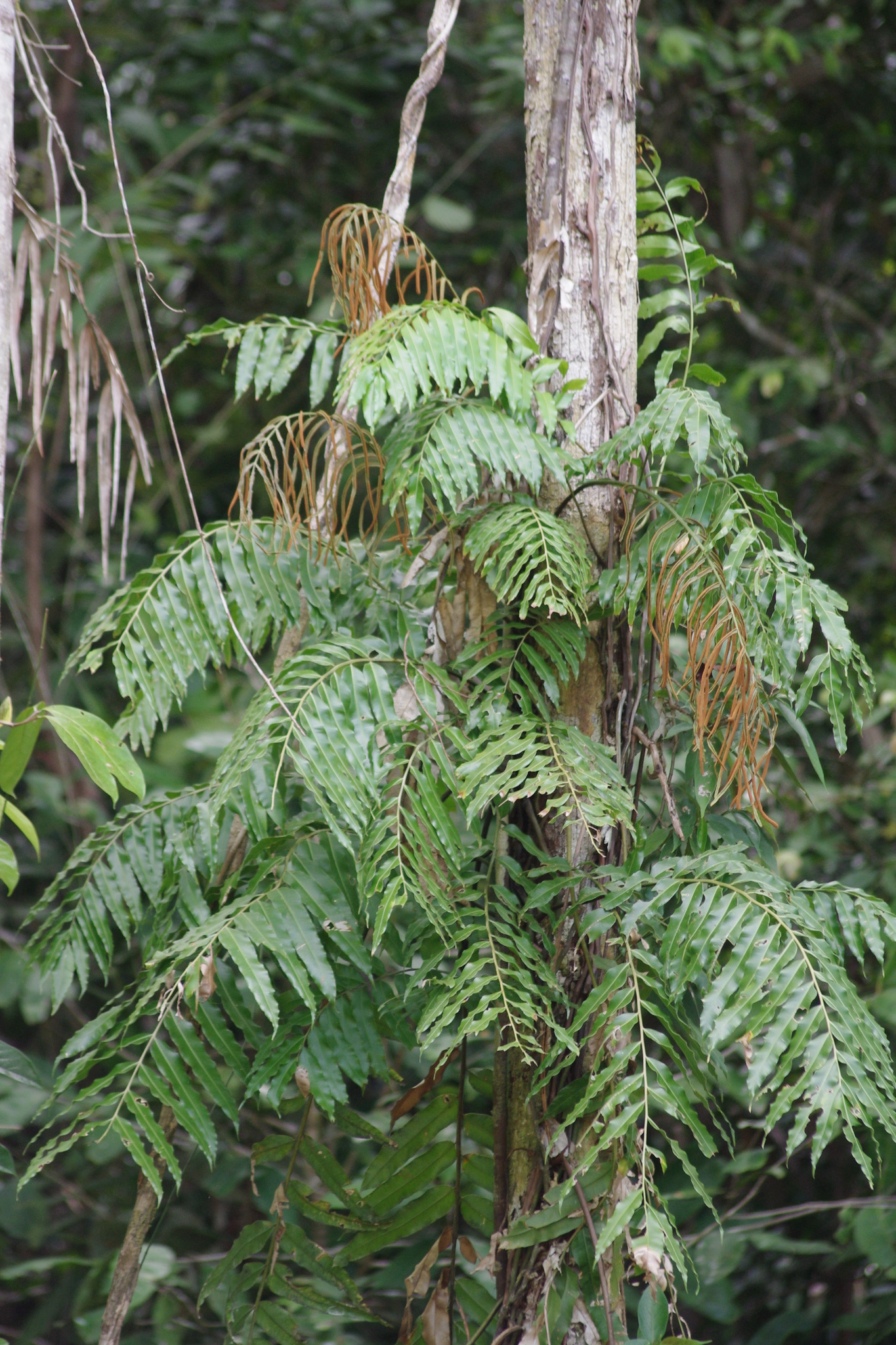 Stenochlaena palustris