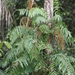 Stenochlaena palustris - Photo (c) coenobita, algunos derechos reservados (CC BY), subido por coenobita