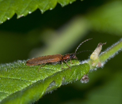 Denticollis linearis