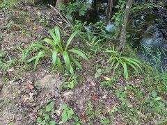 Hymenocallis occidentalis