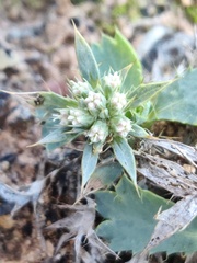 Eryngium dilatatum