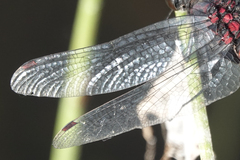 Leucorrhinia glacialis