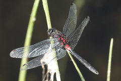 Leucorrhinia glacialis