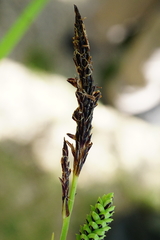 Carex elata