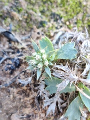 Eryngium dilatatum