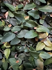 Ficus pumila