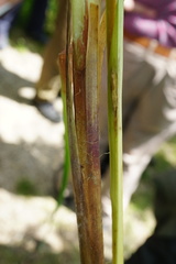 Carex riparia