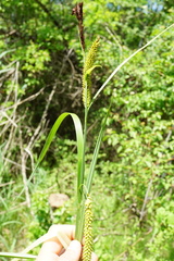 Carex riparia