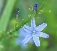 Caesia calliantha