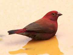 Red-Billed Firefinch photo 5
