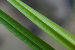 Carex elata
