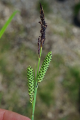 Carex elata