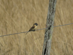 Polystictus pectoralis