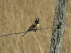Polystictus pectoralis