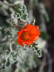 Sphaeralcea ambigua