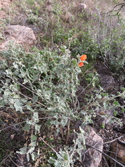 Sphaeralcea ambigua