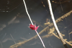 Neurothemis papuensis