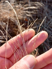 Muhlenbergia mexicana