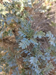 Astragalus tragacantha