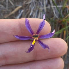 Olsynium scirpoideum