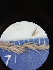 Muhlenbergia mexicana