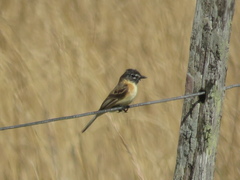 Polystictus pectoralis