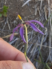 Olsynium scirpoideum