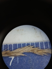 Muhlenbergia mexicana