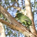 Panama Yellow-crowned Parrot - Photo (c) Aitor, some rights reserved (CC BY), uploaded by Aitor