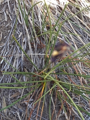 Olsynium scirpoideum