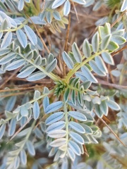 Astragalus tragacantha