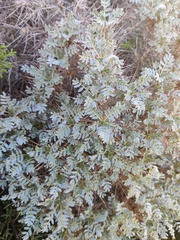 Astragalus tragacantha