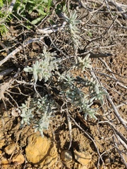 Teucrium vincentinum