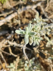 Teucrium vincentinum