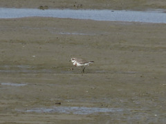 Charadrius bicinctus