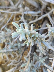 Teucrium vincentinum