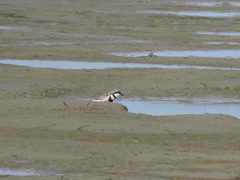 Charadrius bicinctus