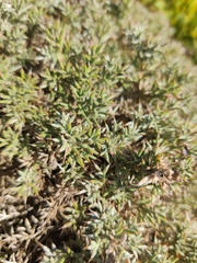Ulex erinaceus