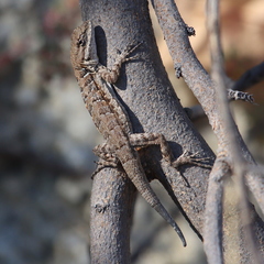 Urosaurus nigricauda